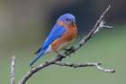 Male Eastern bluebird, Kentucky Art Print